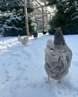 Judith Rakers Instagram - Heute auf der kleinen Farm im Winter-Wonderland… Die Chicken-Gang stapft durch den Schnee. Mit nackten Füßen. 🙈😄🩵 Kalt wird ihnen deshalb aber nicht. Robuste Rassen können locker bis zu minus 20 Grad aushalten ohne zu frieren. Sie brauchen aber einen überdachten Bereich zum Scharren und einen trockenen Stall. Eine kleine Wärmeplatte sorgt dafür, dass das Trinkwasser in ihrer Tränke nicht einfriert. Und schon hat man glückliche Winterfederfreunde. In Magazin habe ich einen ganzen Artikel zu dem Thema für euch. Schaut gerne unter  https://homefarming.de/huehner/winterfit/ #homefarming #meinekleineFarm #hühnerliebe #hühnerimgarten