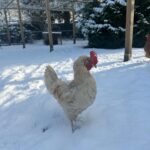 Judith Rakers Instagram - Heute auf der kleinen Farm im Winter-Wonderland… Die Chicken-Gang stapft durch den Schnee. Mit nackten Füßen. 🙈😄🩵 Kalt wird ihnen deshalb aber nicht. Robuste Rassen können locker bis zu minus 20 Grad aushalten ohne zu frieren. Sie brauchen aber einen überdachten Bereich zum Scharren und einen trockenen Stall. Eine kleine Wärmeplatte sorgt dafür, dass das Trinkwasser in ihrer Tränke nicht einfriert. Und schon hat man glückliche Winterfederfreunde. In Magazin habe ich einen ganzen Artikel zu dem Thema für euch. Schaut gerne unter https://homefarming.de/huehner/winterfit/ #homefarming #meinekleineFarm #hühnerliebe #hühnerimgarten