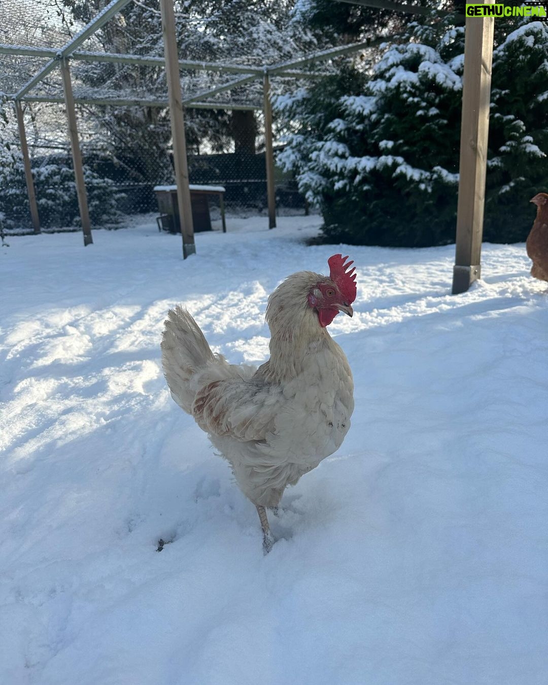 Judith Rakers - 12.1K Likes - Heute auf der kleinen Farm im Winter-Wonderland… Die Chicken-Gang stapft durch den Schnee. Mit nackten Füßen. 🙈😄🩵 Kalt wird ihnen deshalb aber nicht. Robuste Rassen können locker bis zu minus 20 Grad aushalten ohne zu frieren. Sie brauchen aber einen überdachten Bereich zum Scharren und einen trockenen Stall. Eine kleine Wärmeplatte sorgt dafür, dass das Trinkwasser in ihrer Tränke nicht einfriert. Und schon hat man glückliche Winterfederfreunde. In Magazin habe ich einen ganzen Artikel zu dem Thema für euch. Schaut gerne unter https://homefarming.de/huehner/winterfit/ #homefarming #meinekleineFarm #hühnerliebe #hühnerimgarten