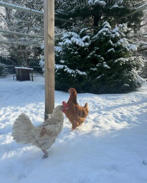 Judith Rakers Instagram - Heute auf der kleinen Farm im Winter-Wonderland… Die Chicken-Gang stapft durch den Schnee. Mit nackten Füßen. 🙈😄🩵 Kalt wird ihnen deshalb aber nicht. Robuste Rassen können locker bis zu minus 20 Grad aushalten ohne zu frieren. Sie brauchen aber einen überdachten Bereich zum Scharren und einen trockenen Stall. Eine kleine Wärmeplatte sorgt dafür, dass das Trinkwasser in ihrer Tränke nicht einfriert. Und schon hat man glückliche Winterfederfreunde. In Magazin habe ich einen ganzen Artikel zu dem Thema für euch. Schaut gerne unter  https://homefarming.de/huehner/winterfit/ #homefarming #meinekleineFarm #hühnerliebe #hühnerimgarten