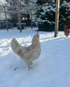 Judith Rakers Instagram - Heute auf der kleinen Farm im Winter-Wonderland… Die Chicken-Gang stapft durch den Schnee. Mit nackten Füßen. 🙈😄🩵 Kalt wird ihnen deshalb aber nicht. Robuste Rassen können locker bis zu minus 20 Grad aushalten ohne zu frieren. Sie brauchen aber einen überdachten Bereich zum Scharren und einen trockenen Stall. Eine kleine Wärmeplatte sorgt dafür, dass das Trinkwasser in ihrer Tränke nicht einfriert. Und schon hat man glückliche Winterfederfreunde. In Magazin habe ich einen ganzen Artikel zu dem Thema für euch. Schaut gerne unter https://homefarming.de/huehner/winterfit/ #homefarming #meinekleineFarm #hühnerliebe #hühnerimgarten