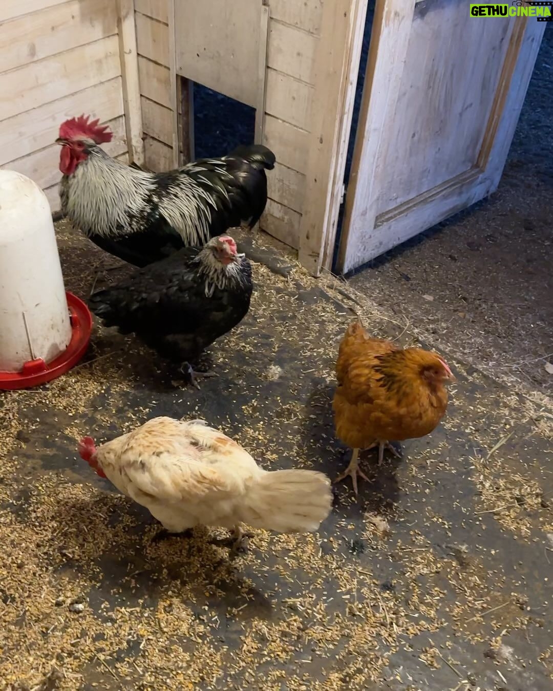 Judith Rakers Instagram - Kleine Farm - seit heute eingeschneit ;-) Und bei euch? #meinekleinewinterfarm