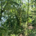 Juliane Wurm Instagram - #localadventurechallenge It was a strange time sitting at home for several weeks during the lockdown, looking for new activities that can be done at home, only seeing friends and family on the phone and not being able to climb. When lockdown was loosened and it was allowed to climb outside again, I drove to Ruhrtal (1 hr from Cologne) for an exciting mini-adventure and had a wonderful day in the nature! Sometimes great adventures are just around the corner wherever we live :) 🌳☀️ Check out the @mammut_swiss1862 page if you want to take part in the #localadventurechallenge! Have fun!! You can find the link in my bio as well :)