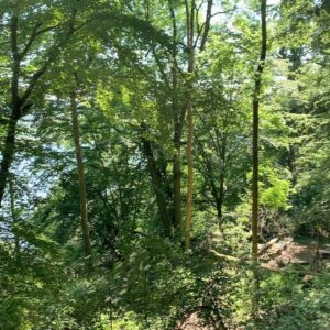 Juliane Wurm Instagram - #localadventurechallenge 
It was a strange time sitting at home for several weeks during the lockdown, looking for new activities that can be done at home, only seeing friends and family on the phone and not being able to climb. When lockdown was loosened and it was allowed to climb outside again, I drove to Ruhrtal (1 hr from Cologne) for an exciting mini-adventure and had a wonderful day in the nature! Sometimes great adventures are just around the corner wherever we live :) 🌳☀️
Check out the @mammut_swiss1862 page if you want to take part in the #localadventurechallenge! Have fun!! You can find the link in my bio as well :)