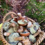 Juliane Wurm Instagram - Decided to eat vegan for a month (1 or maybe 2 cheat days included) and got introduced to searching mushrooms recently :) so, vegan recipe recommendations (with or without mushrooms) are welcome!