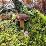 Juliane Wurm Instagram - Decided to eat vegan for a month (1 or maybe 2 cheat days included) and got introduced to searching mushrooms recently :) so, vegan recipe recommendations (with or without mushrooms) are welcome!
