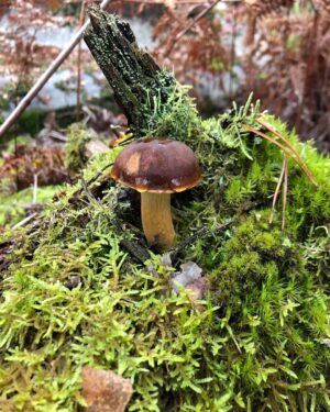 Juliane Wurm Instagram - Decided to eat vegan for a month (1 or maybe 2 cheat days included) and got introduced to searching mushrooms recently :) so, vegan recipe recommendations (with or without mushrooms) are welcome!