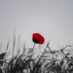 Justin Welby Instagram - Today we remember all those who paid with their lives so ours could be free. May we never forget their sacrifice, and may we honour it by continuing to pray and work for peace and reconciliation, the ministry to which Jesus Christ calls us. #RemembranceDay2023