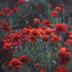 Justin Welby Instagram - Armistice Day calls us to honour all those who laid down their lives for us in the horrors of war, and to pray for all affected by conflict around the world. We pray also for the reconciling power of Jesus Christ to transform us all into people of peace and justice.