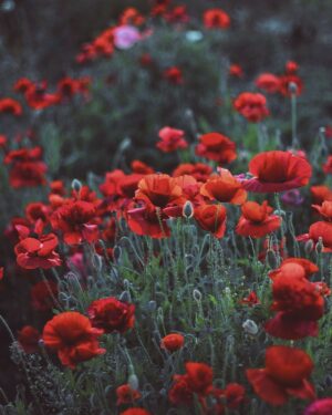 Justin Welby Instagram - Armistice Day calls us to honour all those who laid down their lives for us in the horrors of war, and to pray for all affected by conflict around the world. We pray also for the reconciling power of Jesus Christ to transform us all into people of peace and justice.