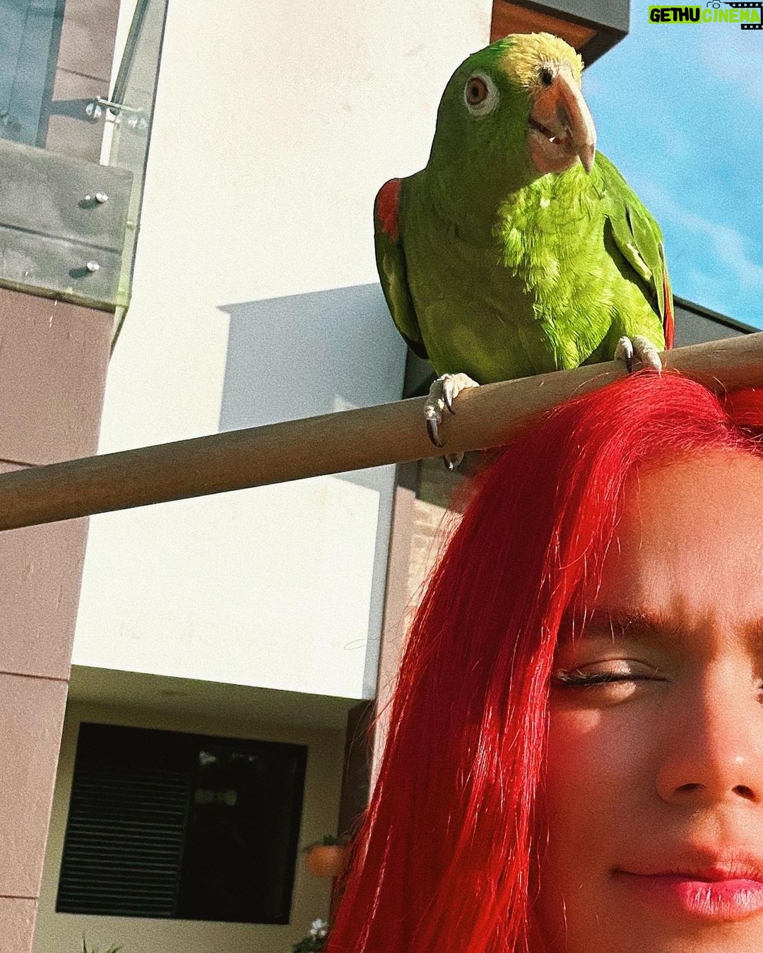 KAROL G Instagram - No tengo un caption pero tengo una cerdita, dos perritos y un loro y tΓΊ ???? π₯ΉππΈππ¦ππββ¬β¨π¦π¦π΄ππ§π½ββοΈβ¨π·π»π¦π πβ¨πΈππ΄ β
οΈπππββ¬β¨ππΊππ¦π¦ Hii Friends