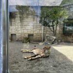 Kaho Mizutani Instagram - zoo🐨🐯♡