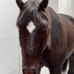 Kang Na-ru Instagram - 📸🐴🌕