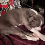 Kari Byron Instagram - My dog is talking in her sleep. Either I chose a puppy just like me or we have a Horton Lays an Egg situation.