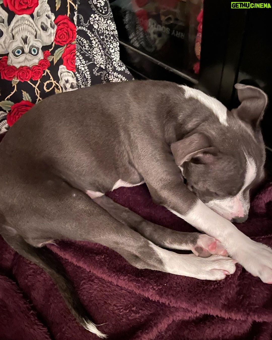 Kari Byron Instagram - My dog is talking in her sleep. Either I chose a puppy just like me or we have a Horton Lays an Egg situation.