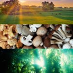 Kari Byron Instagram - I am looking to follow future food influencers, innovators or entrepreneurs that are making the world a better place. Any suggestions? This can be through farming, creating a new kind of packaging, or biotechnology, urban greening, saving bees,…you get it. #futurefood @explr_media
