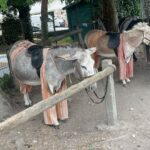 Kari Byron Instagram - Donkey in culottes. #crashtestgirl #france