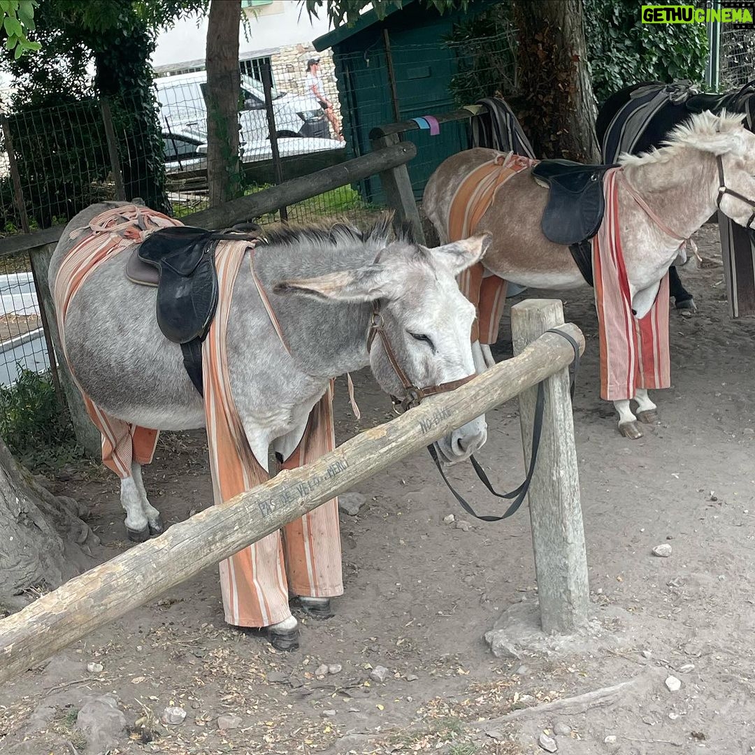 Kari Byron Instagram - Donkey in culottes. #crashtestgirl #france