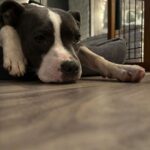 Kari Byron Instagram – Just Ziggy.