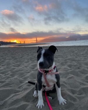 Kari Byron Instagram - Stopped to take in a sunset with Ziggy. I live in a magical place.