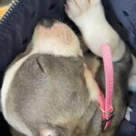 Kari Byron Instagram - Ziggy’s sweet snore is all I can post about right now. New puppies are so much work. Heart work♥️ but also lots of work😂