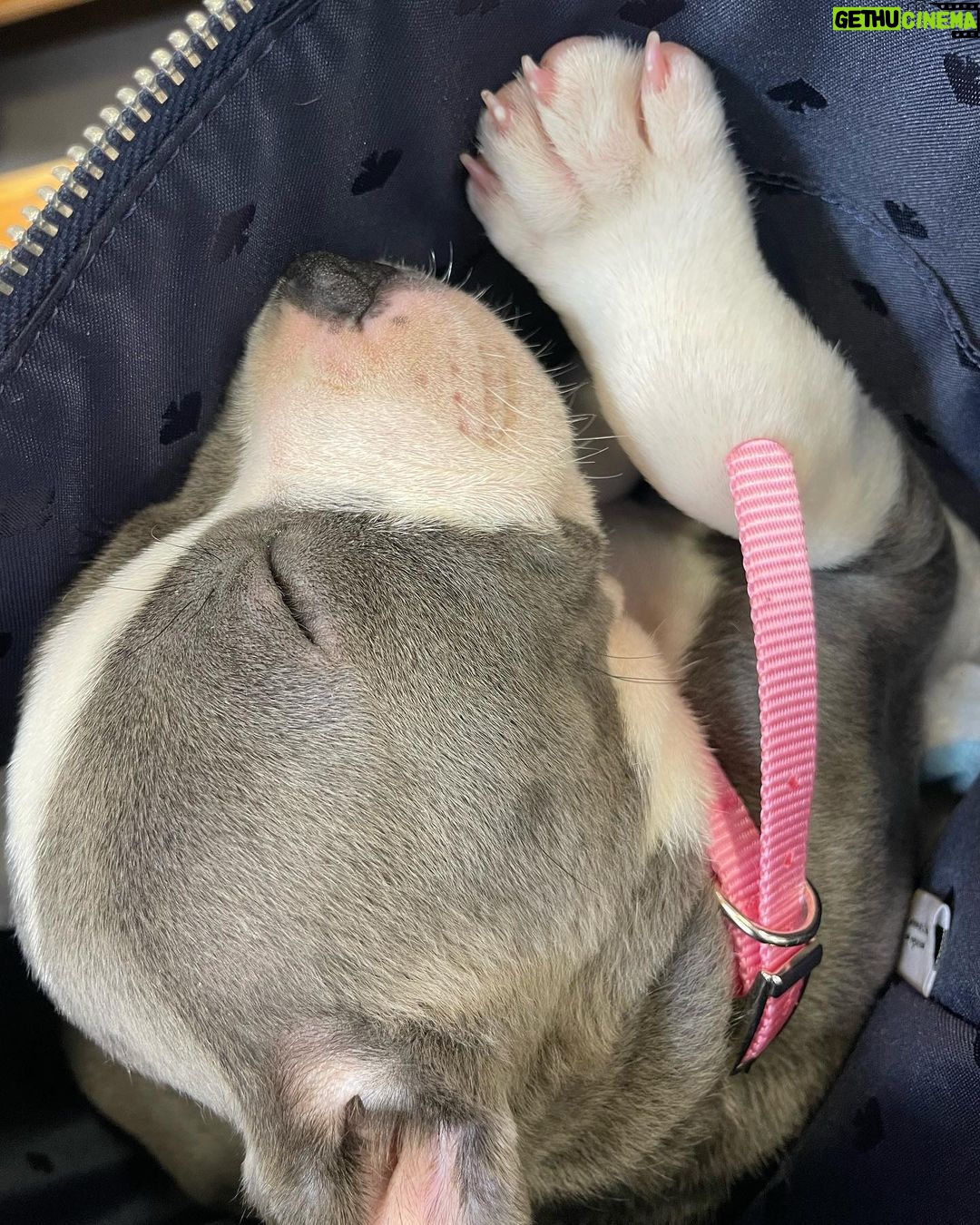 Kari Byron - 3.8K Likes - Ziggy’s sweet snore is all I can post about right now. New puppies are so much work. Heart work♥️ but also lots of work😂