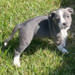 Kari Byron Instagram - Meet Ziggy Stardust. I am in love. She is a Staffordshire Bull Terrier puppy. Been binging @iamwillatherton training videos to get ready. 😘#ittybittypitty #staffy #puppylove