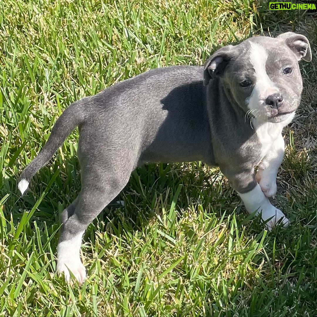 Kari Byron - 5.2K Likes - Meet Ziggy Stardust. I am in love. She is a Staffordshire Bull Terrier puppy. Been binging @iamwillatherton training videos to get ready.
😘#ittybittypitty #staffy #puppylove