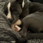 Kari Byron Instagram - Raise your hand if you have let a your leg fall asleep rather than disturb a perfect puppy cuddle.