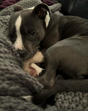 Kari Byron Instagram - Raise your hand if you have let a your leg fall asleep rather than disturb a perfect puppy cuddle.