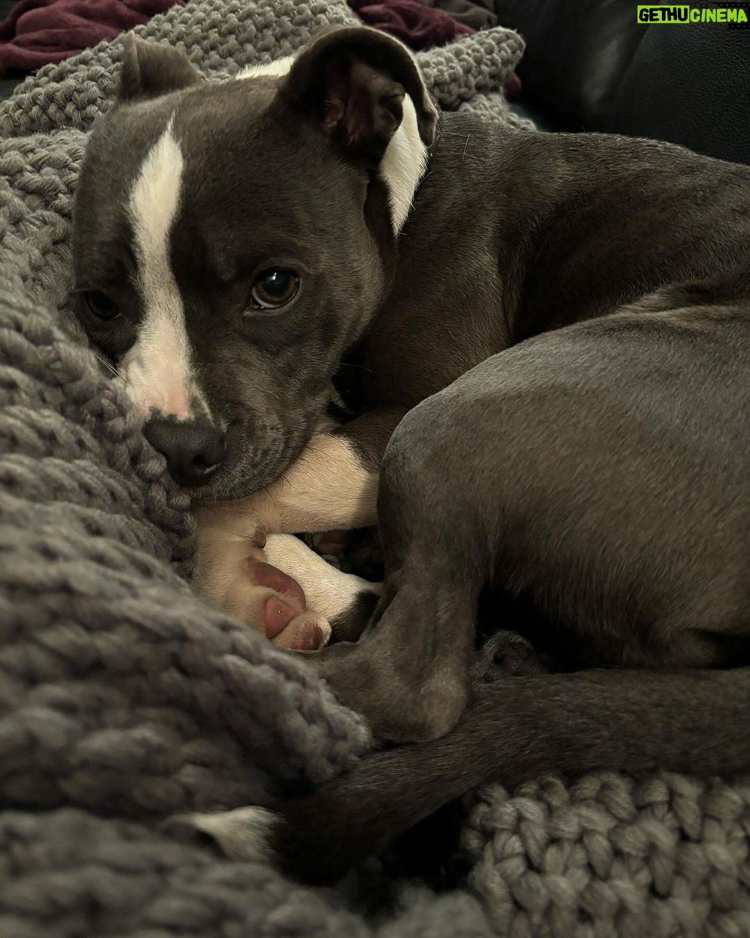 Kari Byron - 2.8K Likes - Raise your hand if you have let a your leg fall asleep rather than disturb a perfect puppy cuddle.