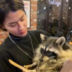 Katareeya Theapchatri Instagram - Raccoonnnnnnnnn 🤩 Blind Alley
