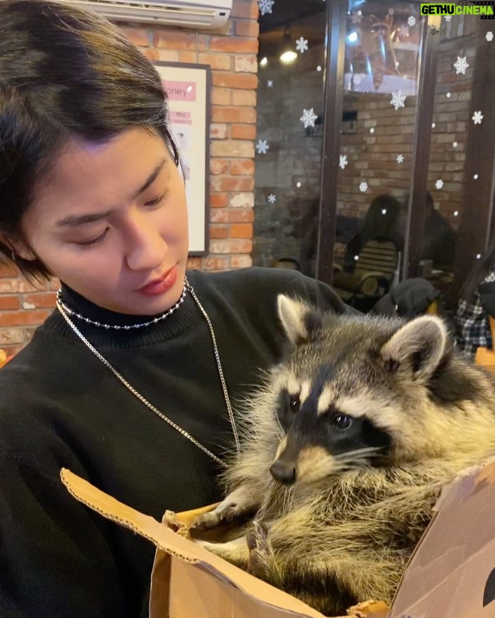 Katareeya Theapchatri Instagram - Raccoonnnnnnnnn 🤩 Blind Alley