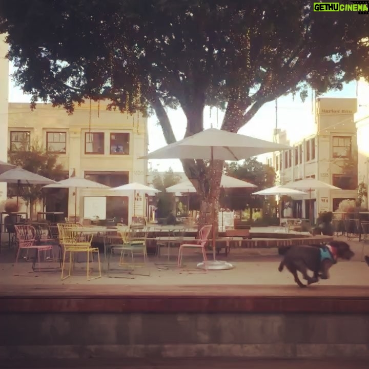 Kentaro Kameyama Instagram - Hanging out with my dog friend, Louise #designerkentaro #dtla #alamedasquare #projectrunway Alameda Square