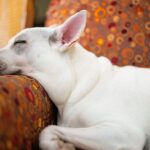 Kenton Duty Instagram - 😴 #puppydreams #sonya7iii #Katana
