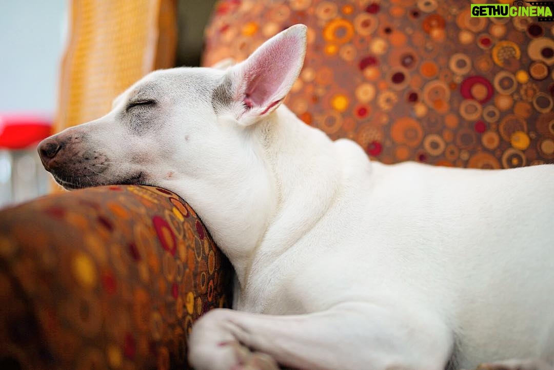Kenton Duty Instagram - 😴 #puppydreams #sonya7iii #Katana