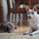 Kenton Duty Instagram - Off to an audition, and I guess you could say you can tell the pups are gonna miss me while I’m outta the house 🤷🏼‍♂️ Mans best friend am I right? Side note: part of the real and only reason I’m posting these is because they look so darn adorable and I’m pretty sure it might make your day for these to pop up in your timeline ;) P.S. If you’ve read this far (I like you, o studious one) comment below what you think they’re saying in the photos!!