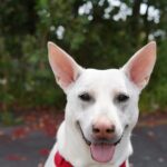 Kenton Duty Instagram - Sending a smile your way today #katana #dogphoto #shescute
