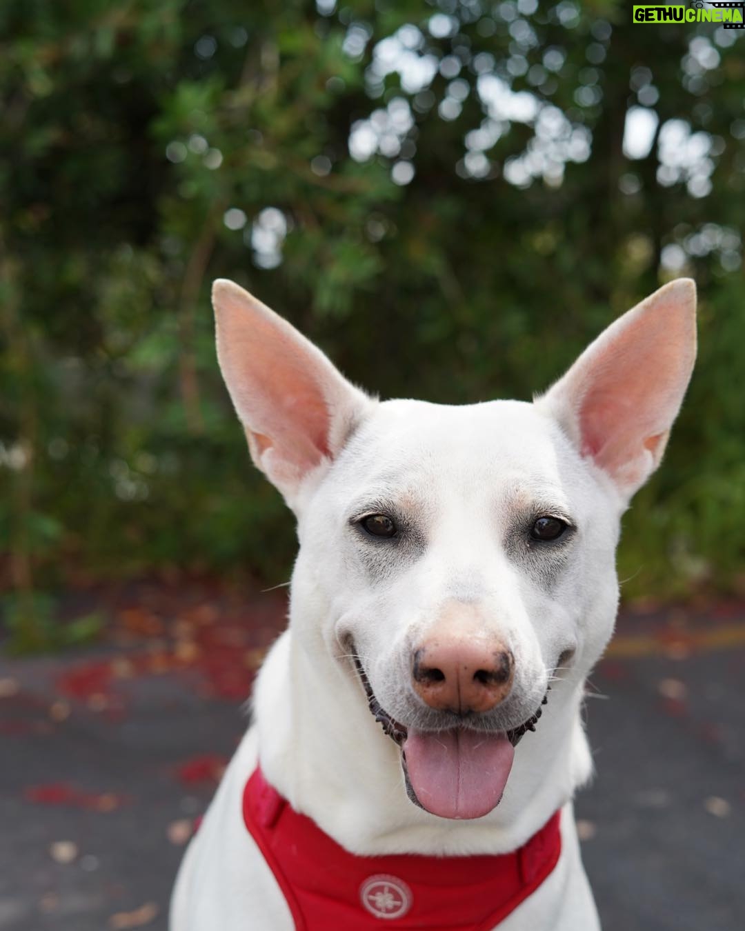 Kenton Duty Instagram - Sending a smile your way today #katana #dogphoto #shescute