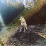 Kenton Duty Instagram - Morning Adventures w/ Katana. She’s a model. #morningroutine #dogwalks