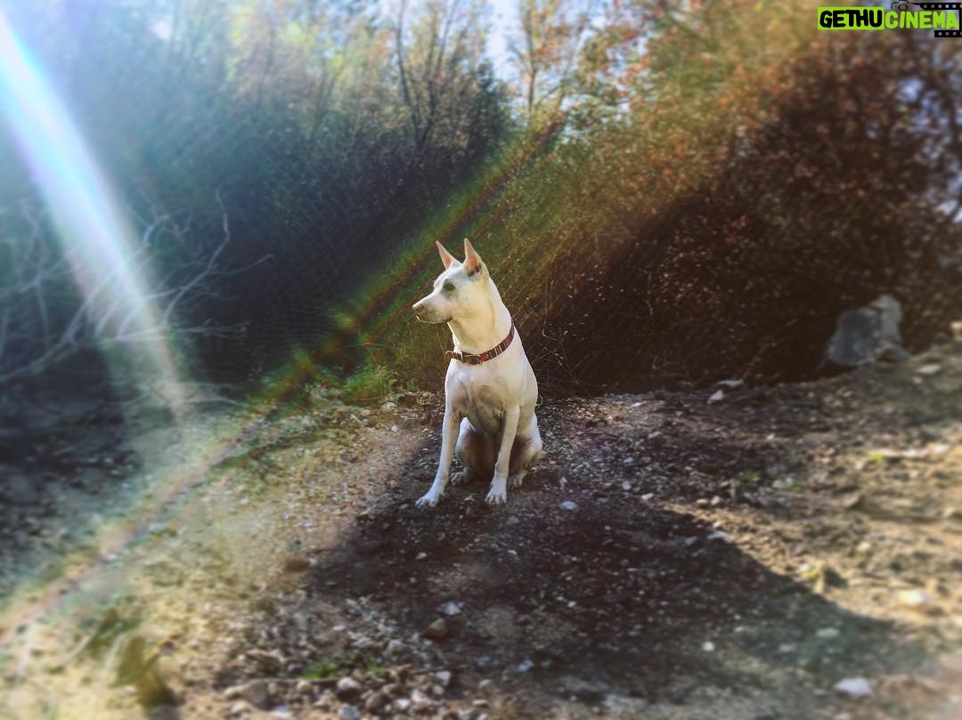 Kenton Duty Instagram - Morning Adventures w/ Katana. She’s a model. #morningroutine #dogwalks