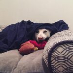 Kenton Duty Instagram - “Uhm... you don’t mind if I sleep in today, do you?” #cozypup #snugglesesh