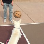 Kenton Duty Instagram - It’s all about a good defense. Katana knows.