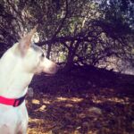 Kenton Duty Instagram - Time for an adventure. Happy #nationaldogday Katana.