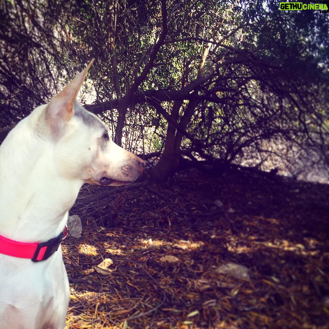 Kenton Duty Instagram - Time for an adventure. Happy #nationaldogday Katana.