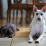 Kenton Duty Instagram - Off to an audition, and I guess you could say you can tell the pups are gonna miss me while I’m outta the house 🤷🏼‍♂️ Mans best friend am I right? Side note: part of the real and only reason I’m posting these is because they look so darn adorable and I’m pretty sure it might make your day for these to pop up in your timeline ;) P.S. If you’ve read this far (I like you, o studious one) comment below what you think they’re saying in the photos!!