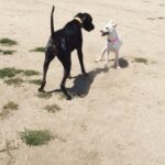 Kenton Duty Instagram - PuppyPlaytime.
