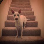 Kenton Duty Instagram - PopArtPuppy