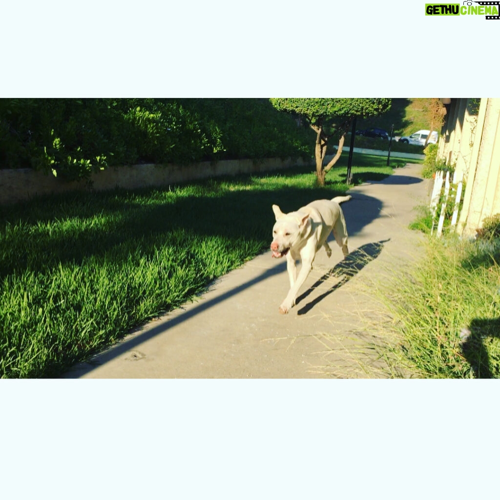 Kenton Duty Instagram - When you're in hot pursuit, but see that camera. #smoothpupperator #puppyselfie @t_y_l_e_r_t_h_o_m_p_s_o_n looks like Katana is about to tag you, better speed up!