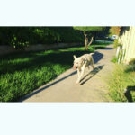 Kenton Duty Instagram - When you're in hot pursuit, but see that camera. #smoothpupperator #puppyselfie @t_y_l_e_r_t_h_o_m_p_s_o_n looks like Katana is about to tag you, better speed up!